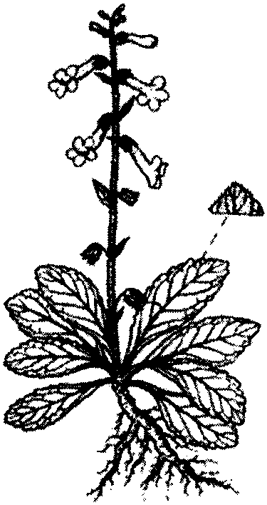 生地黃